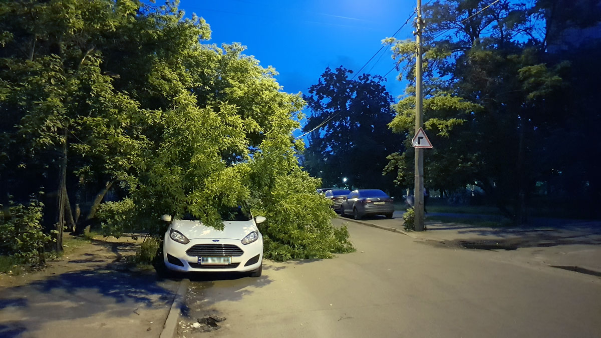 дерево впало на авто